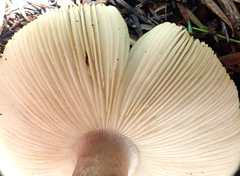 Amanita nothofagi