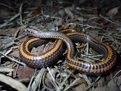 Cacophis squamulosus