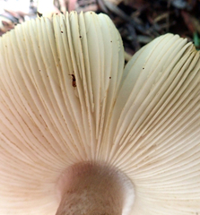 Amanita nothofagi