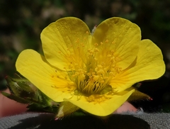 Geum calthifolium