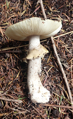 Amanita nothofagi