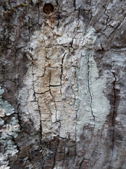 Pertusaria paratuberculifera