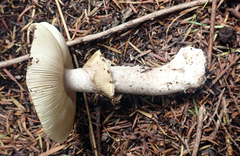 Amanita nothofagi