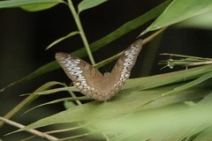 Tanaecia pelea