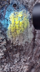 Pertusaria paratuberculifera