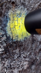 Pertusaria paratuberculifera