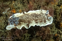 Aphelodoris varia