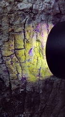 Pertusaria paratuberculifera