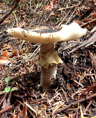 Amanita nothofagi