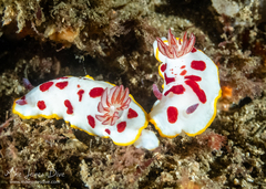 Goniobranchus splendidus