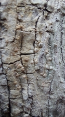 Pertusaria paratuberculifera