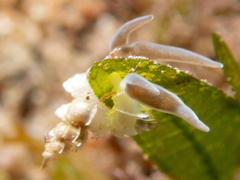 Epitoniidae