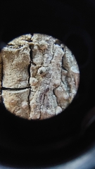 Pertusaria paratuberculifera