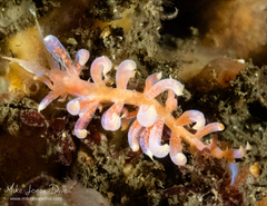 Phyllodesmium poindimiei