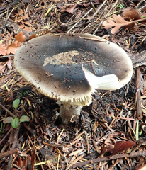 Amanita nothofagi
