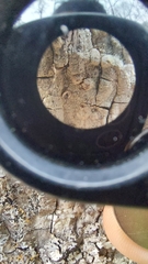 Pertusaria paratuberculifera