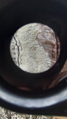 Pertusaria paratuberculifera