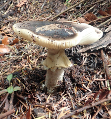Amanita nothofagi