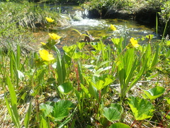 Geum calthifolium
