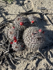 Mammillaria hutchisoniana