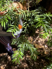 Saxegothaea conspicua