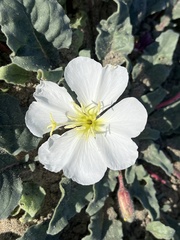 Oenothera wigginsii
