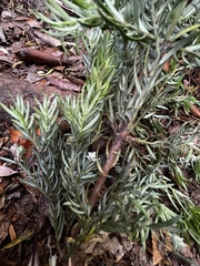 Saxegothaea conspicua