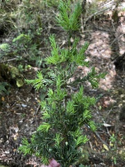 Saxegothaea conspicua