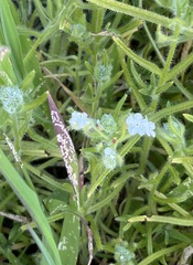 Cryptantha intermedia