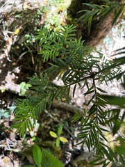 Saxegothaea conspicua