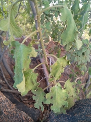 Solanum rubetorum