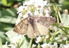 Epirrhoe plebeculata