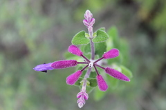 Salvia semiatrata