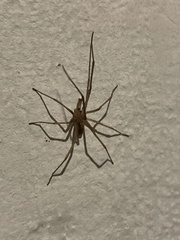 Kukulcania hibernalis