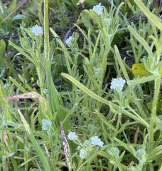 Cryptantha intermedia