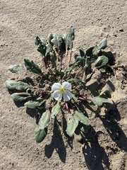 Oenothera wigginsii