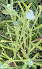 Cryptantha intermedia