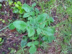 Phacelia