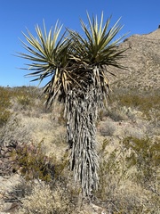 Yucca treculiana