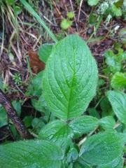 Phacelia