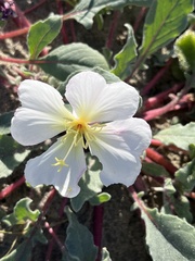 Oenothera wigginsii