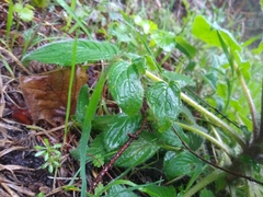Phacelia
