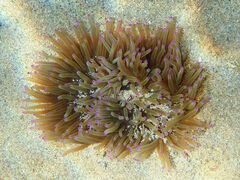 Heteractis