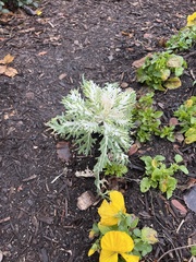 Brassica oleracea