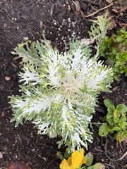 Brassica oleracea