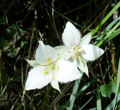 Calochortus lyallii