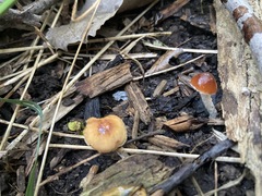 Psilocybe caerulipes