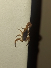 Tityus serrulatus