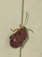 Oedionychina