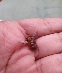Palpada vinetorum